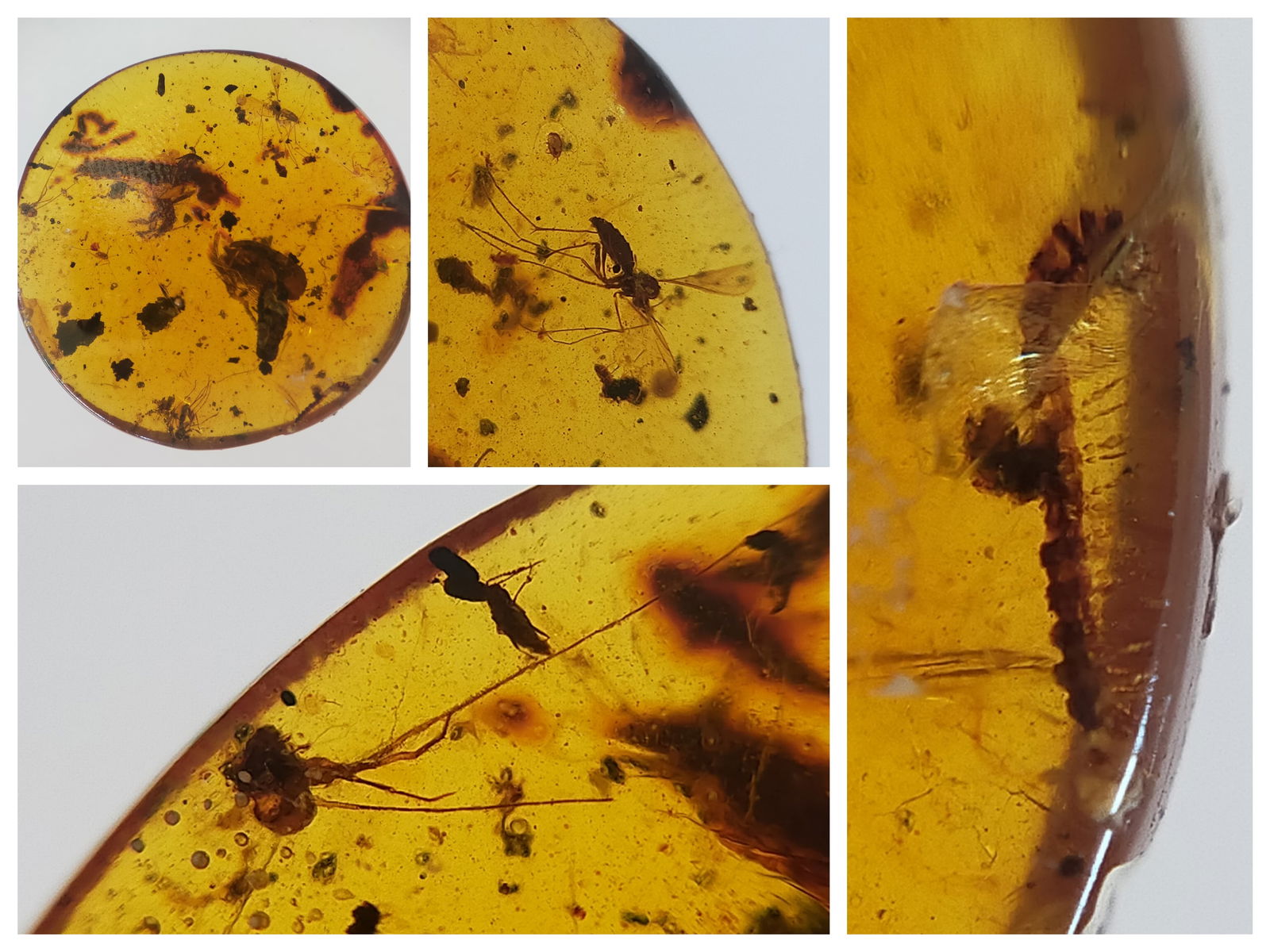 100 Mill. Years Old Burmite Amber With 2 Mosquitoes, Millipede & Other Insect (1 of 7)