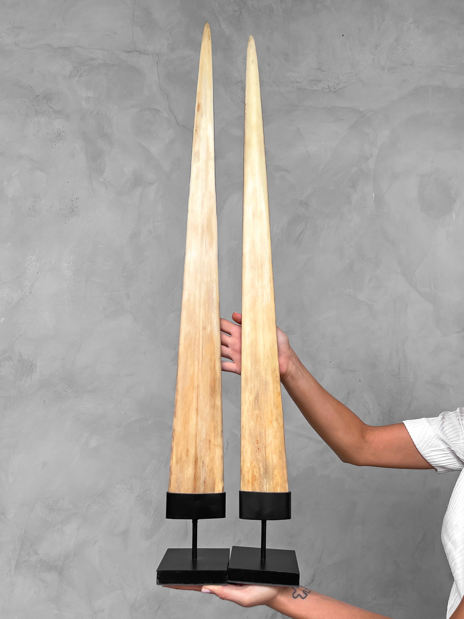 Pair of Extra Large Swordfish Tusks with custom stands: Title: Pair of Extra Large Swordfish Tusks with custom stands Maker: Unknown Origin: Indonesia Date/Period: 2023 Materials: Xiphius Gladius, Bone, Steel Dimensions:Height including stand: Tusk 1: 94 c