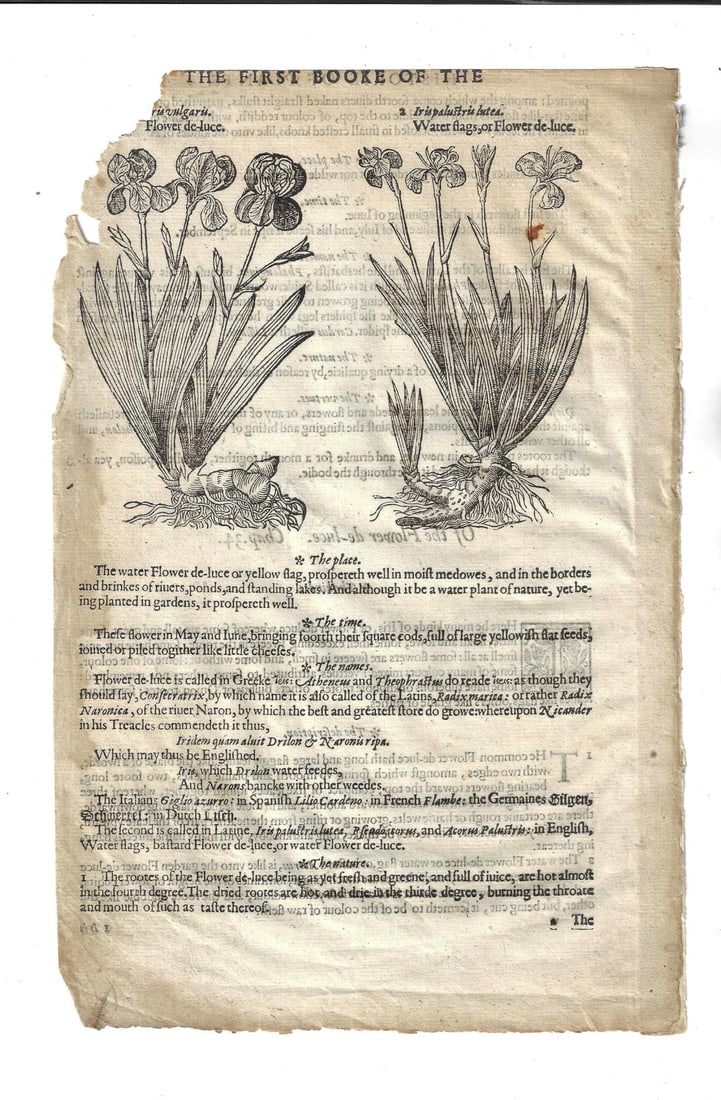 1597 Leaf Gerard English Herbal Flower De Luce (1 of 2)