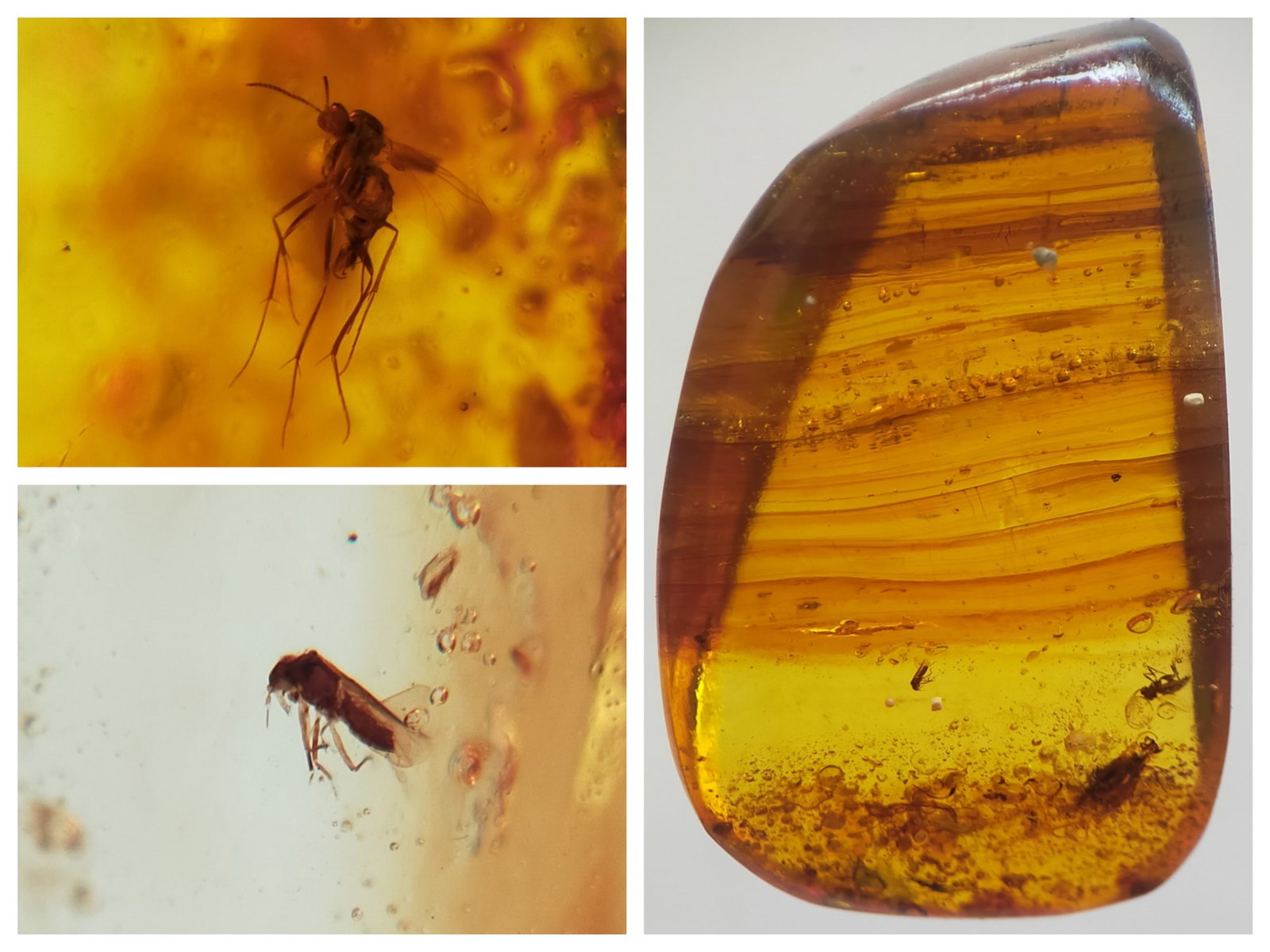 100 Mill. Years Old Burmite Amber With Moth, Fly & Other Insect: Title: 100 Mill. Years Old Burmite Amber With Moth, Fly & Other Insect Origin: Hukawang Valley, Kachin State, Myanmar Size: 3x1.9x1 cm / 3.22 gram Description: naturally banded yellow to brown burmite