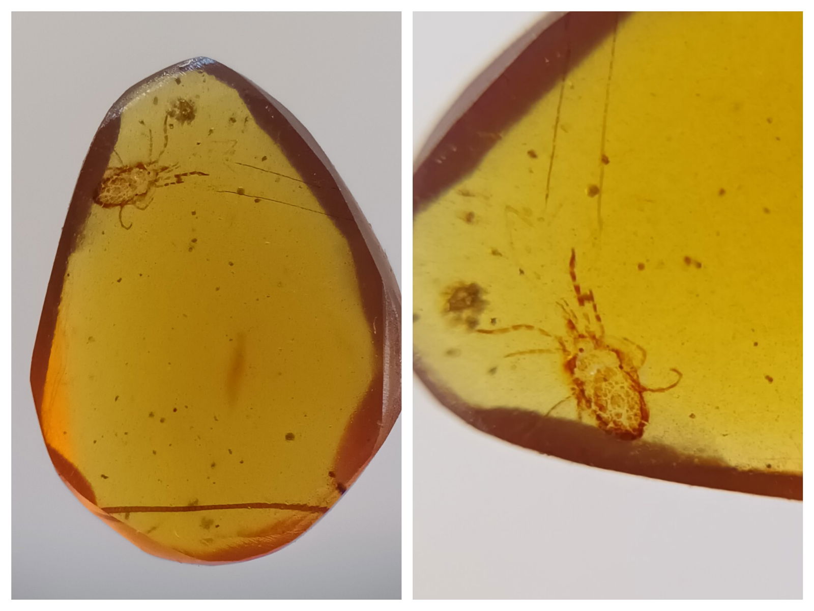 100 Mill. Years Old Burmite Amber With Rare Tick (1 of 4)