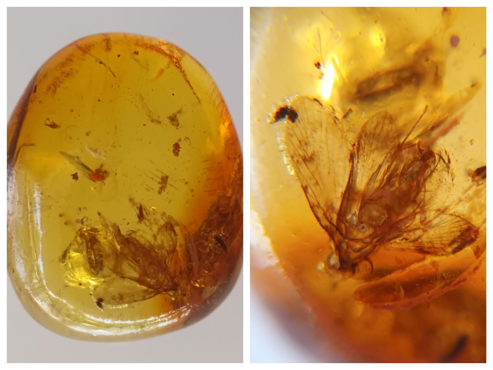 100 Mill. Years Old Burmite Amber With Rare Moth (1 of 5)