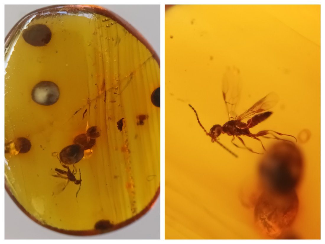 100 Mill. Years Old Burmite Amber With Mosquito & Plant Seeds: Title: 100 Mill. Years Old Burmite Amber With Mosquito & Plant Seeds Origin: Hukawang Valley, Kachin State, Myanmar Size: 1.75x1.4x0.5 cm / 0.83 gram Description: honey yellow burmite amber with mosqu