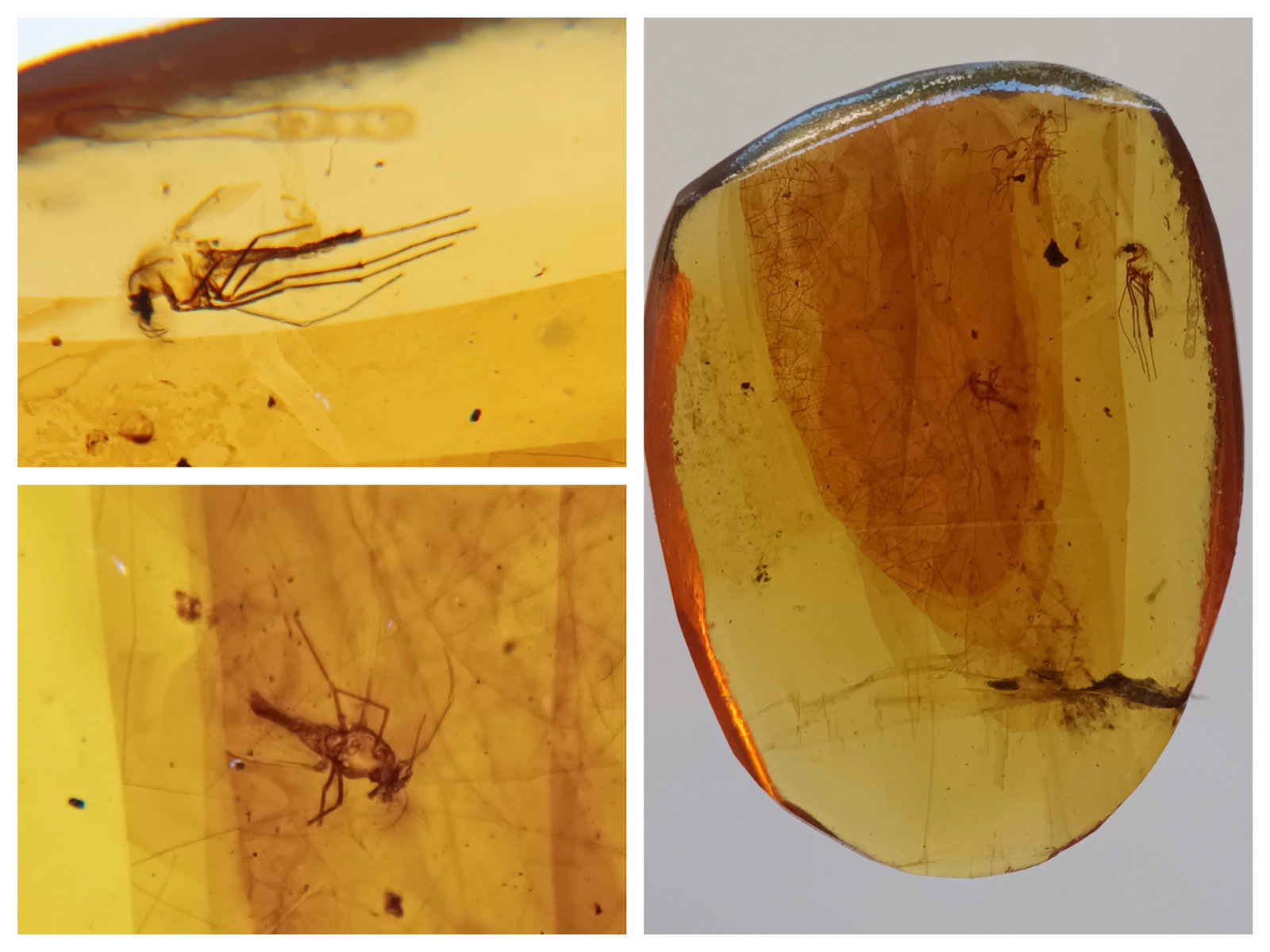 100 Mill. Years Old Burmite Amber With 3 Mosquitoes: Title: 100 Mill. Years Old Burmite Amber With 3 Mosquitoes Origin: Hukawang Valley, Kachin State, Myanmar Size: 2x1.6x0.4 cm / 0.85 gram Description: yellow to light brown burmite amber with 3 mosquit