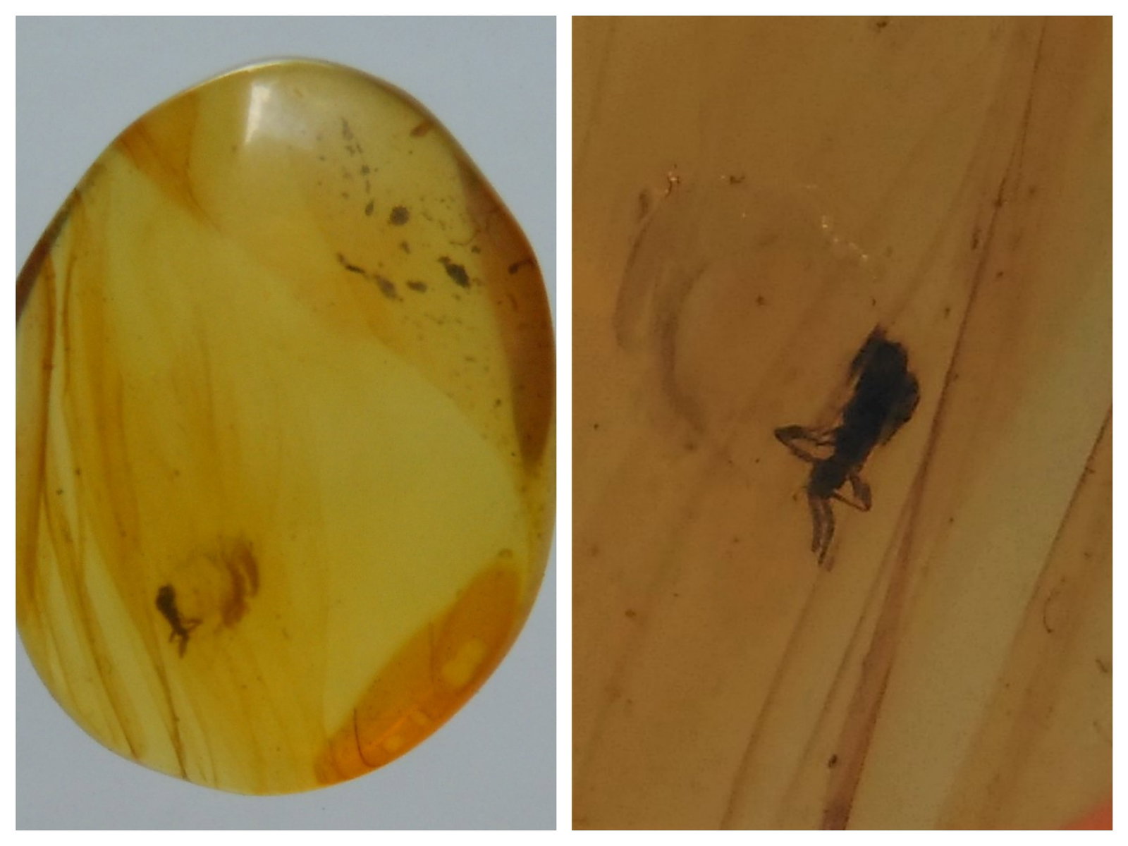 100 Mill. Years Old Burmite Amber With Beetle: Title: 100 Mill. Years Old Burmite Amber With Beetle Origin: Hukawang Valley, Kachin State, Myanmar Size: 1.3x1x0.4 cm / 0.31 gram Description: clear yellow burmite amber with small beetle Reserve: $1