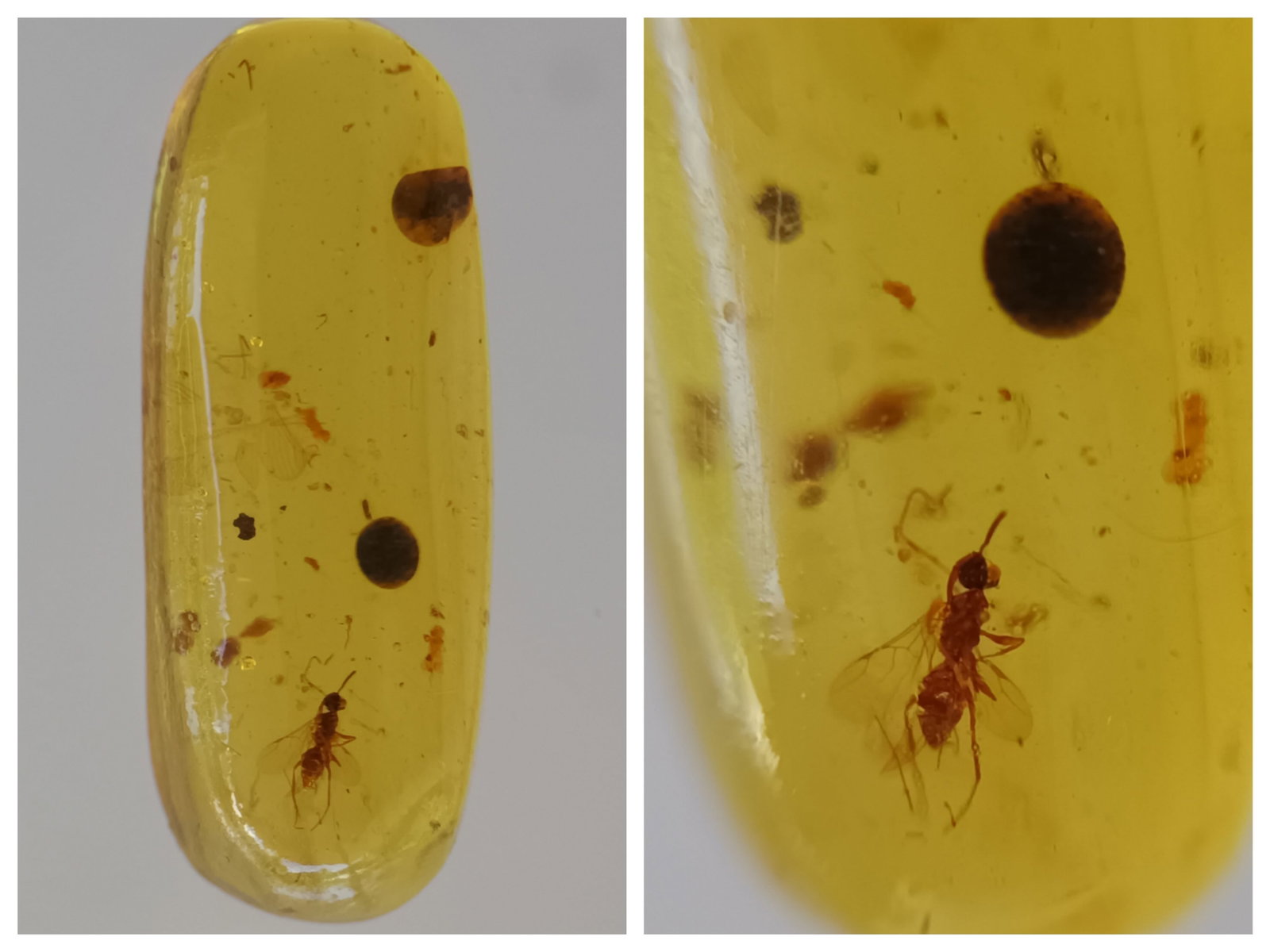 100 Mill. Years Old Burmite Amber With Wasp & Plant Seeds: Title: 100 Mill. Years Old Burmite Amber With Wasp & Plant Seeds Origin: Hukawang Valley, Kachin State, Myanmar Size: 1.9x0.7x0.45 cm / 0.50 gram Description: clear light yellow burmite amber with was