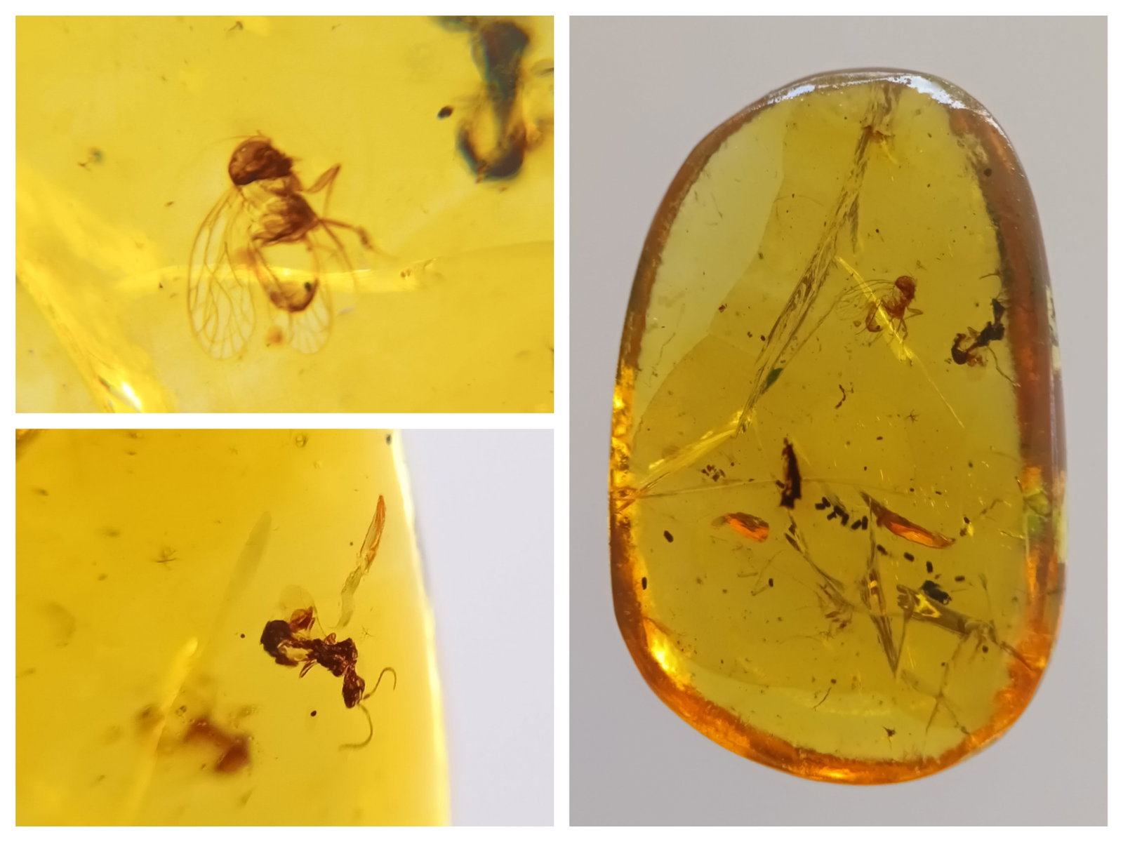 100 Mill. Years Old Burmite Amber With Barclice & Wasp: Title: 100 Mill. Years Old Burmite Amber With Barclice & Wasp Origin: Hukawang Valley, Kachin State, Myanmar Size: 2x1.25x0.5 cm / 0.93 gram Description: clear yellow burmite amber with barclice & was