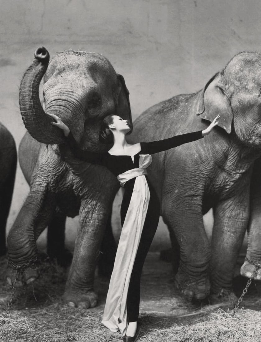 RICHARD AVEDON - Dovima with Elephants, Paris 1955 (1 of 1)