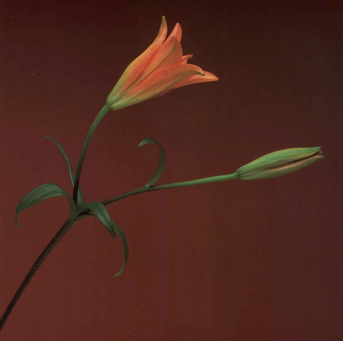 MAPPLETHORPE - Tiger Lily, 1989: Artist: MAPPLETHORPE Print Title: Tiger Lily, 1989 Medium:Photo-lithograph Printed 1990s in Italy Image size (inches) approx. 9 x 9” Robert Mapplethorpe was an American photographer, known for h