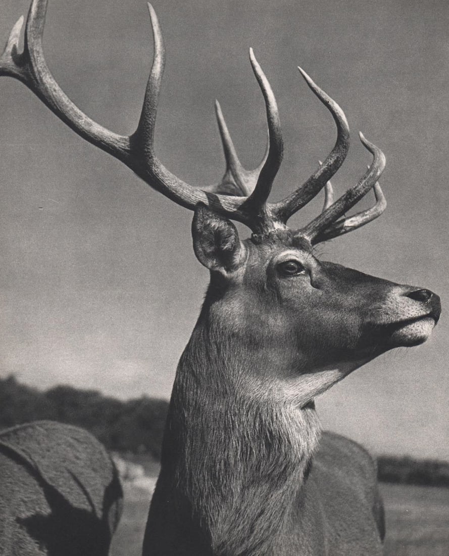 YLLA - Deer of Europe: Artist: YLLA Print Title: Deer of Europe Medium: Sheet-fed Gravure Printing Date: 1950's Printed in France Image size approx. 10.5 x 8.5 inches Ylla (1911-1955) was a Hungarian photographer who specia