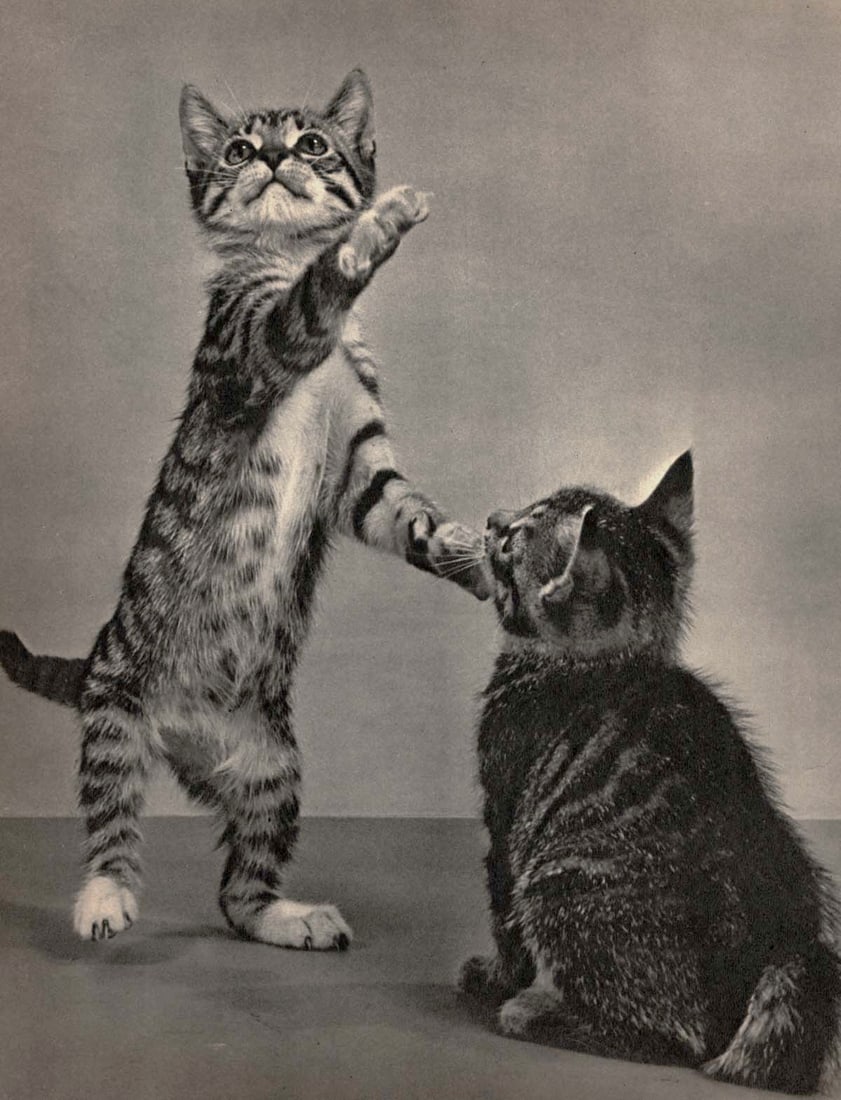 YLLA - Kittens: Artist: YLLA Print Title: Kittens Medium: Sheet-fed Gravure Printing Date: 1950's Printed in the UK Image size approx. 10 x 8 inches Ylla (1911-1955) was a Hungarian photographer who specialized in an