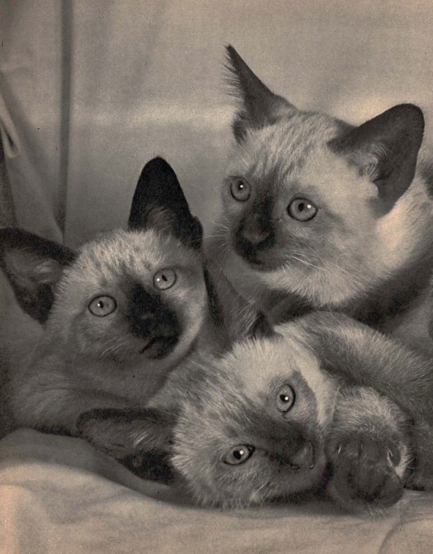 YLLA - Siamese Kittens: Artist: YLLA Print Title: Siamese Kittens Medium: Sheet-fed Gravure Printing Date: 1950's Printed in the UK Image size approx.10 x 8 inches Ylla (1911-1955) was a Hungarian photographer who specialize
