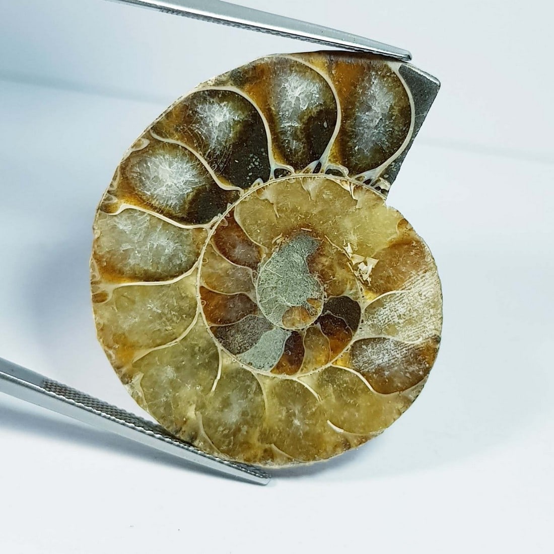 93.58 ctz Natural  Ammonite Fossil Seashell Snail Gemstone (1 of 4)