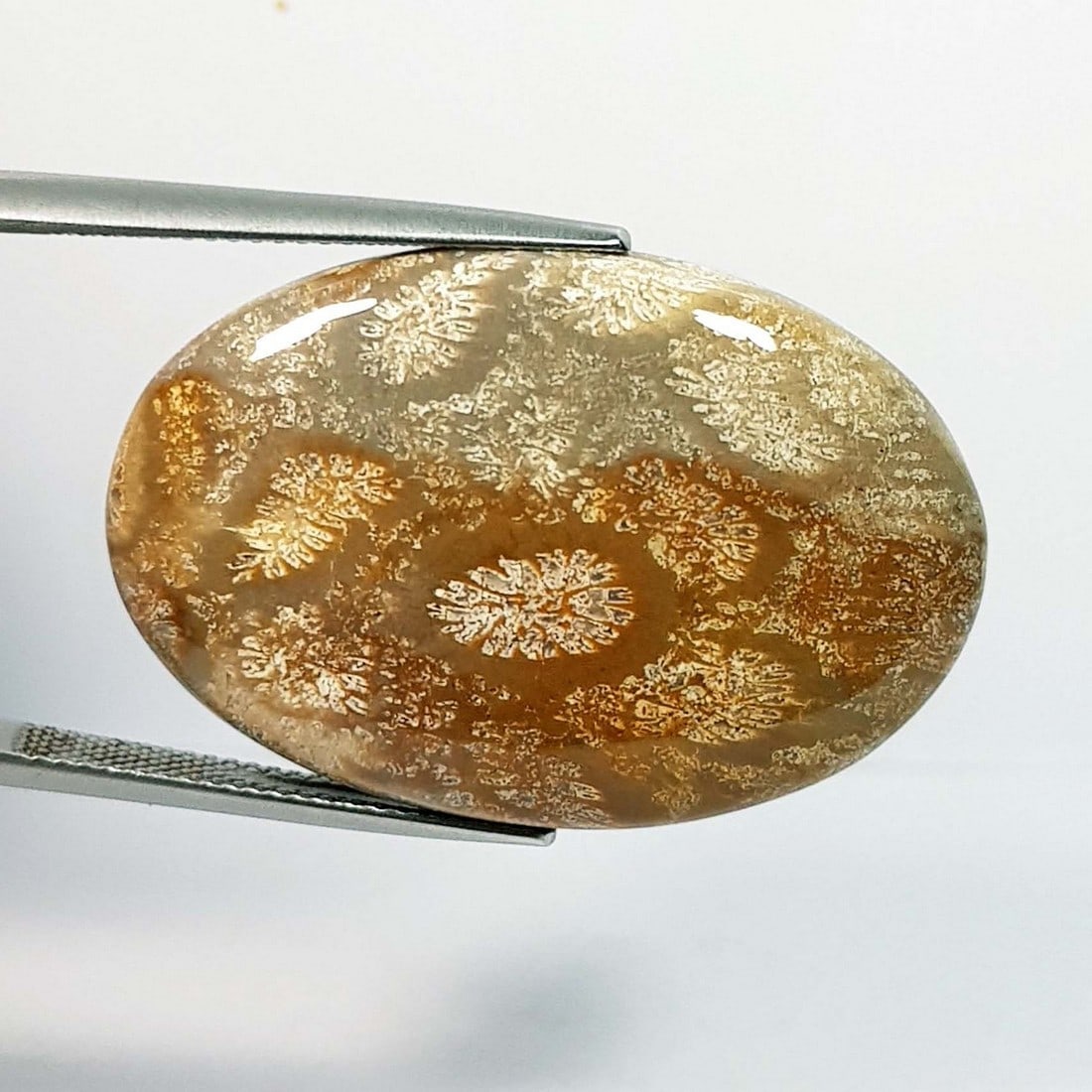 41.22 Ctz Natural Sea Fossil Coral: No Reserve! Title: 41.22 Ctz Natural Sea Fossil Coral Color/Clarity: Fossil Coral Gemstone: Sandle / Opaque Carat Weights: 41.22 Size: 34.55 x 23.35 x 6.10 Additional Information: Oval / Brazil Shippi