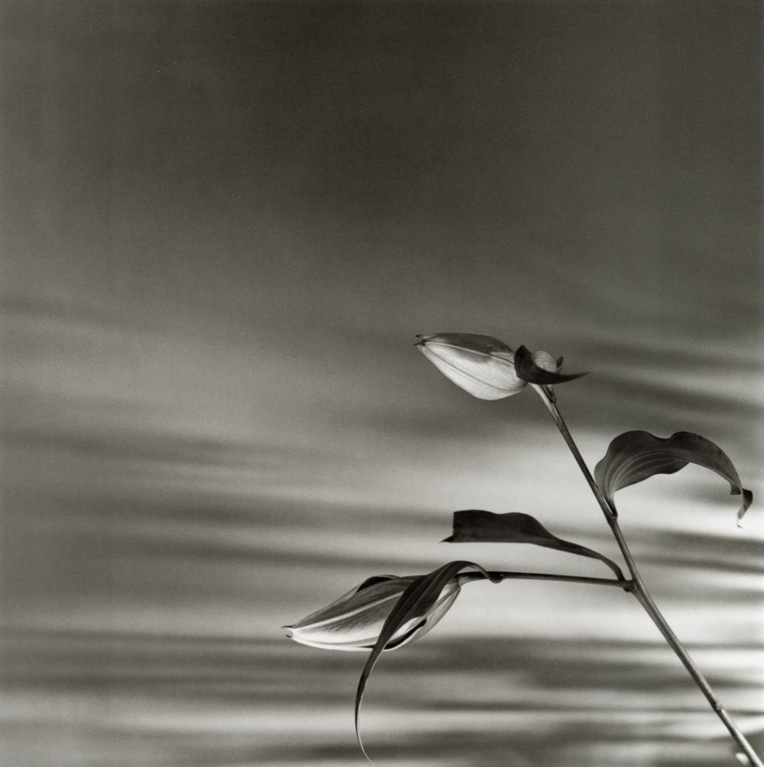 ROBERT MAPPLETHORPE - Buds, 1977 (1 of 1)