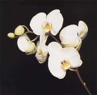 ROBERT MAPPLETHORPE - Orchid, 1989: Artist: Robert MapplethorpeTitle: Orchid, 1989Medium: Photo Litho, 1996, ItalyDimensions: 10.5x10.25"Description: Heat Wax Mounted on 12x16" Conservation BoardArtist Bio: Robert Mapplethorpe was an