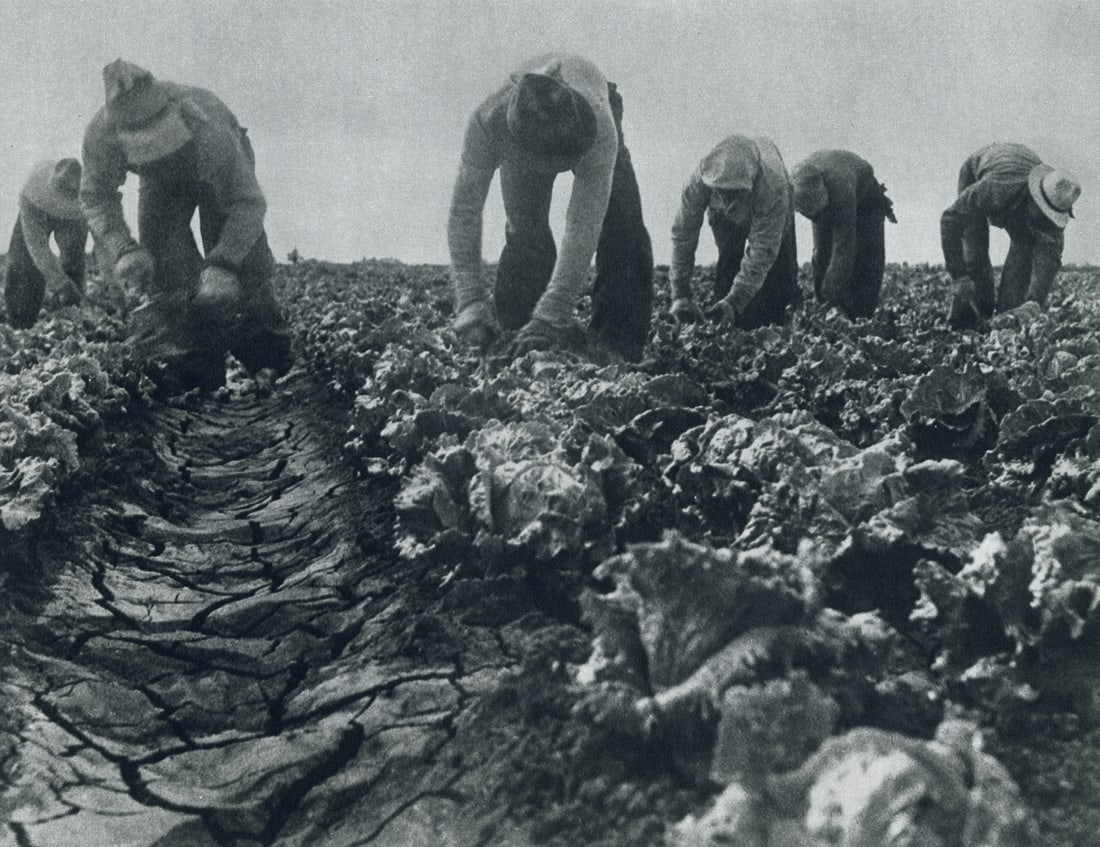 DOROTHEA LANGE - Lettuce Cutters, Salinas Valley (1 of 1)