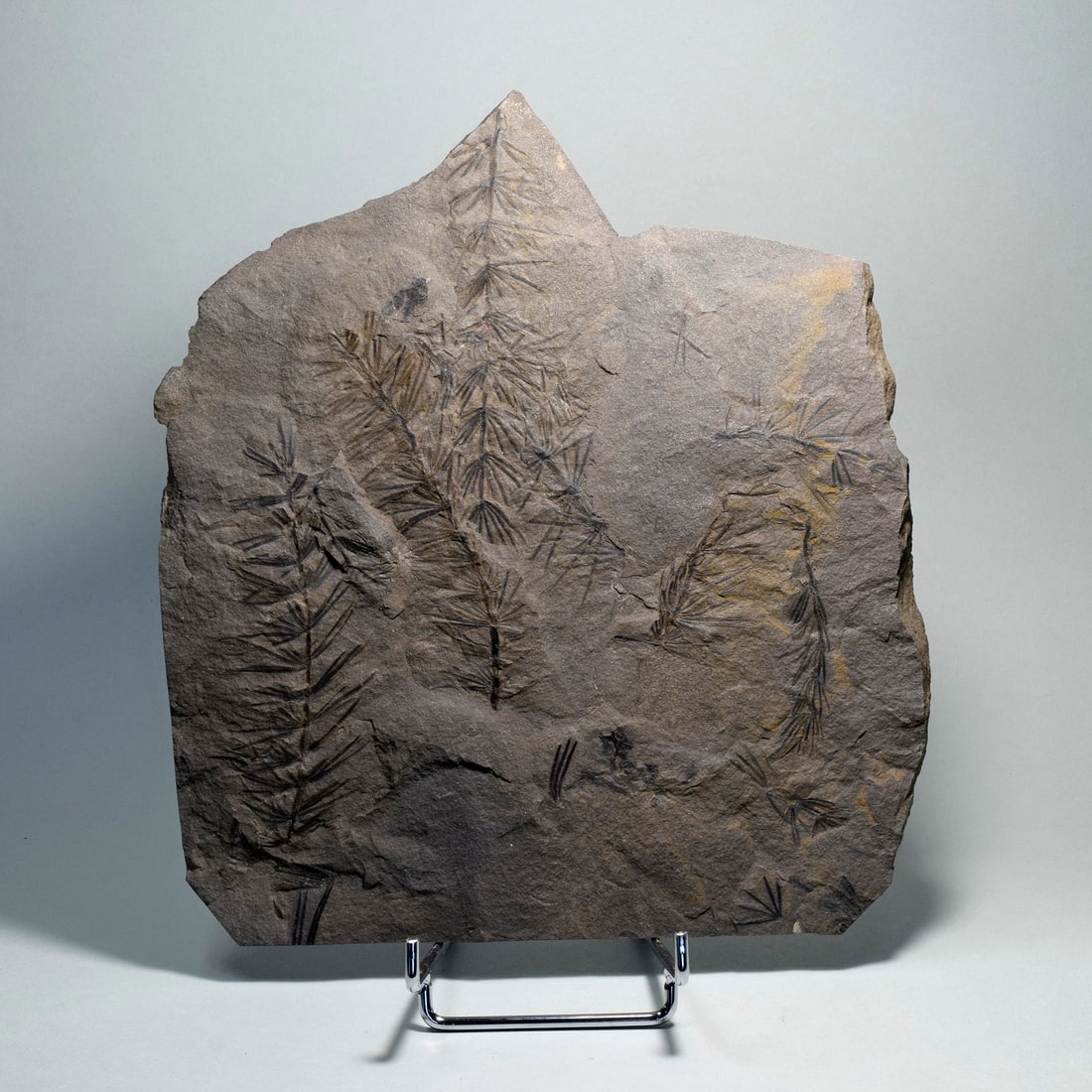 Beautiful Fossil Horsetail - Asterophyllites equisetiformis: Title: Beautiful Fossil Horsetail - Asterophyllites equisetiformis Origin: France Size: 22 x 20 cm slab Description: Species: Asterophyllites equisetiformis Age: Carboniferous Locality: H?rault, Franc