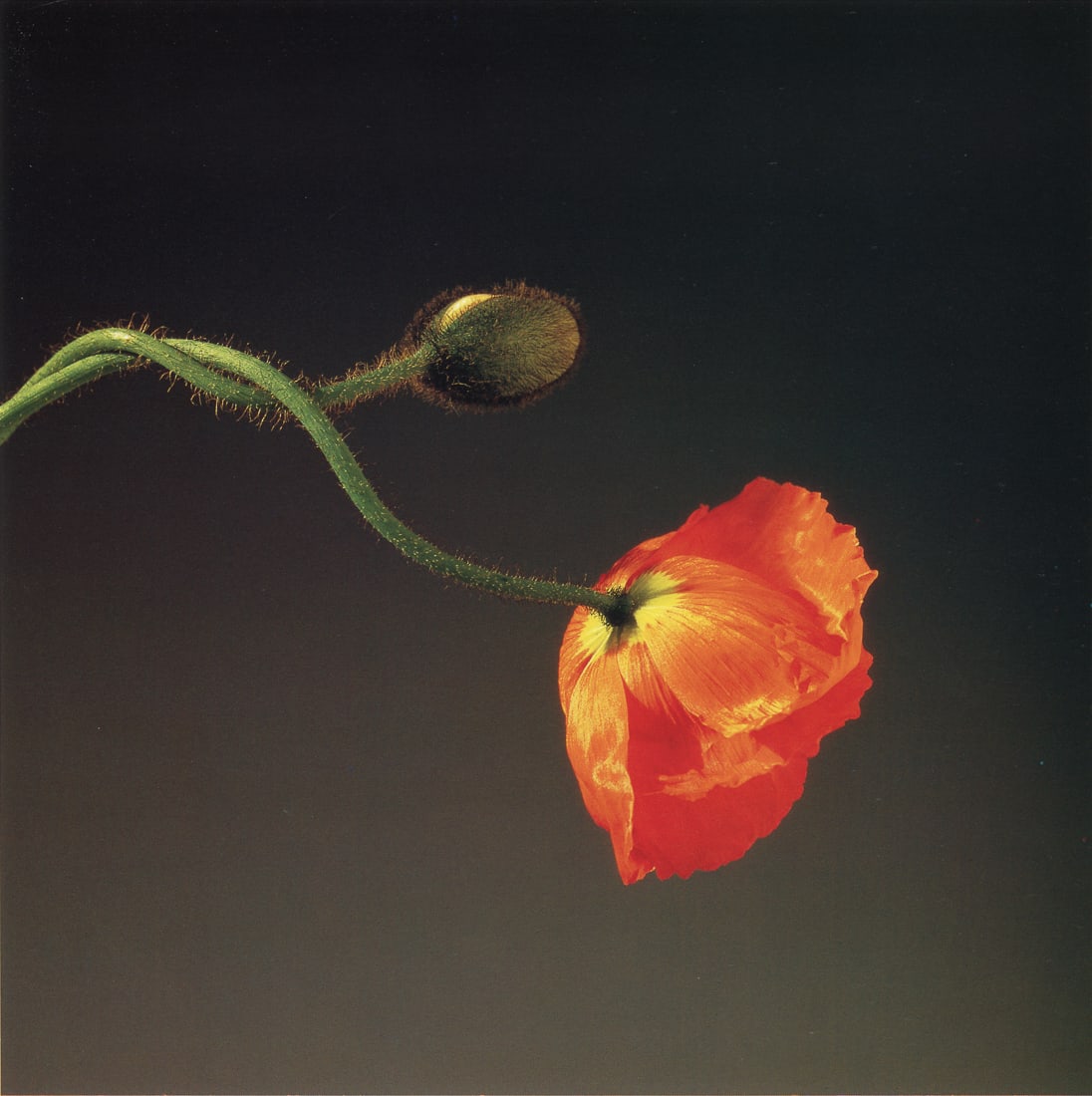 ROBERT MAPPLETHORPE - Poppy, 1988: Artist: Robert Mapplethorpe Title: Poppy, 1988 Medium: Photo Litho, 1996, Italy Dimensions: 10.5x10.5" Description: Heat Wax Mounted on 12x16" Conservation Board Artist Bio: Robert Mapplethorpe was an