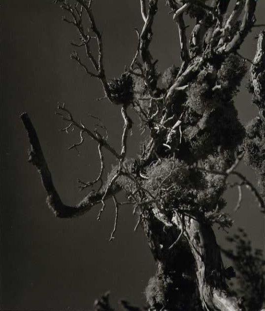 Squaw Valley (8-10-60): Title: Squaw Valley (8-10-60) Description: The photographer is Norman Van Pelt of Salt Lake City, who frequently photographed for Arizona Highways Magazine. Titled in ink recto with the date 8-10-60.