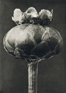 KARL BLOSSFELDT - Centaurea Odorata: Artist: Karl Blossfeldt Title: Centaurea Odorata Medium: Sheet Fed Gravure, 1942, Germany Dimensions: 7.45x10.55" Description: Unmounted Artist Bio: Karl Blossfeldt (1865-1932) was a German photograph