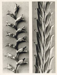 KARL BLOSSFELDT - Tritonia crocosmiflora, Triticum vulgare: Artist: Karl Blossfeldt Title: Tritonia crocosmiflora, Triticum vulgare Medium: Sheet Fed Gravure, 1942, Germany Dimensions: 8.45x11.05" Description: Unmounted Artist Bio: Karl Blossfeldt (1865-1932)