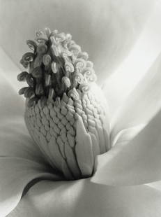 IMOGEN CUNNINGHAM - Magnolia Blossom Tower of Jewels: Artist: Imogen CunninghamTitle: Magnolia Blossom Tower of Jewels, 1925Medium: Photo Litho, 2001, ItalyDimensions: 7.05x9.4"Description: Heat Wax Mounted on 11x14" Conservation BoardArtist Bio: 