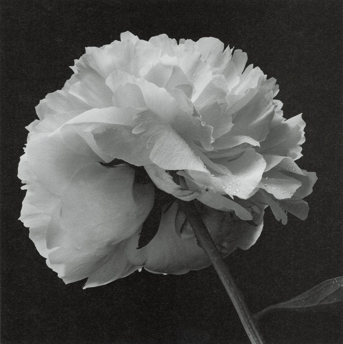 YASUHIRO ISHIMIOTO - Chinese Peony (1 of 1)