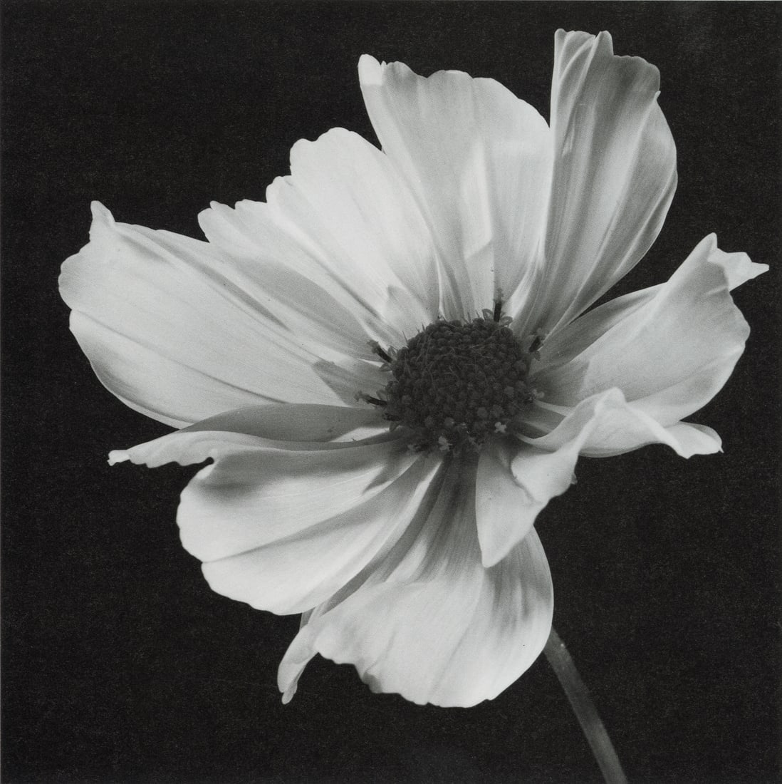 YASUHIRO ISHIMIOTO - Common Cosmos (1 of 1)