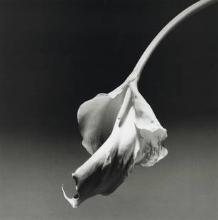 ROBERT MAPPLETHORPE - Calla Lily, 1986: Artist: Robert MapplethorpeTitle: Calla Lily, 1986Medium: Photo Litho, 1992, ItalyDimensions: 10.1x10.2"Description: Heat Wax Mounted on 12x16" Conservation BoardArtist Bio: Robert Mapplethorpe was