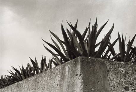 MANUEL ALVAREZ BRAVO - Behind the Wall, Agaves 1930s: Artist: Manuel Alvarez Bravo Title: Behind the Wall, Agaves, 1930s Medium: Photo Litho, 2008, Germany Dimensions: 9.1x6.15" Description: Heat Wax Mounted on 8.5x11" Conservation Board Artist Bio: Manu