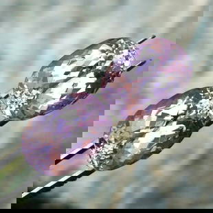 Natural & Unheated~ Purple Pink Kunzite Gemstone Pair: Title: Natural & Unheated~ Purple Pink Kunzite Gemstone Pair Gemstones: Gemstone Color/Clarity: Purple Pink Carat Weight: 60.00 Cts Size/dimensions: 21x15x12 mm Additional Info/Certificate: Kunzite is
