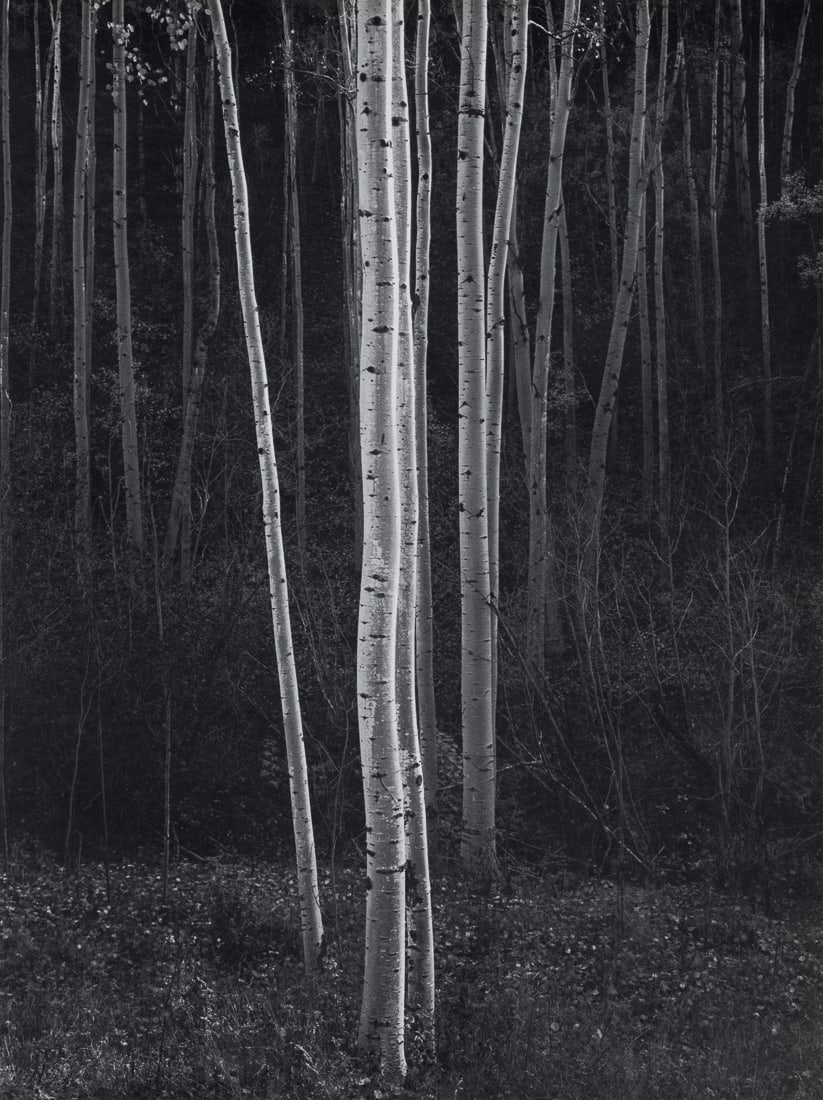 ANSEL ADAMS - Aspens, New Mexico, 1958: Artist: Ansel Adams Title: Aspens, New Mexico, 1958 Medium: Photo Litho, 1980, USA Dimensions: 9.4x12.55" Description: Heat Wax Mounted on 12x16" Conservation Board Artist Bio: Ansel Adams was an Amer