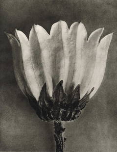 KARL BLOSSFELDT - Campanula medium: Artist: Karl Blossfeldt Title: Campanula medium Medium: Sheet Fed Gravure, 1942, Germany Dimensions: 8.15x10.6" Description: Unmounted Artist Bio: Karl Blossfeldt (1865-1932) was a German photographer