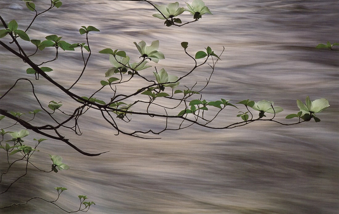 ELIZABETH CARMEL - Wild Dogwood, Yosemite: Artist: Elizabeth Carmel Title: Wild Dogwood, Yosemite Medium: Tri-Color Photo Litho, 2006, Korea Dimensions: 8.65x5.45" Description: Heat Wax Mounted on 8.5x11" Conservation Board Artist Bio: Elizabe