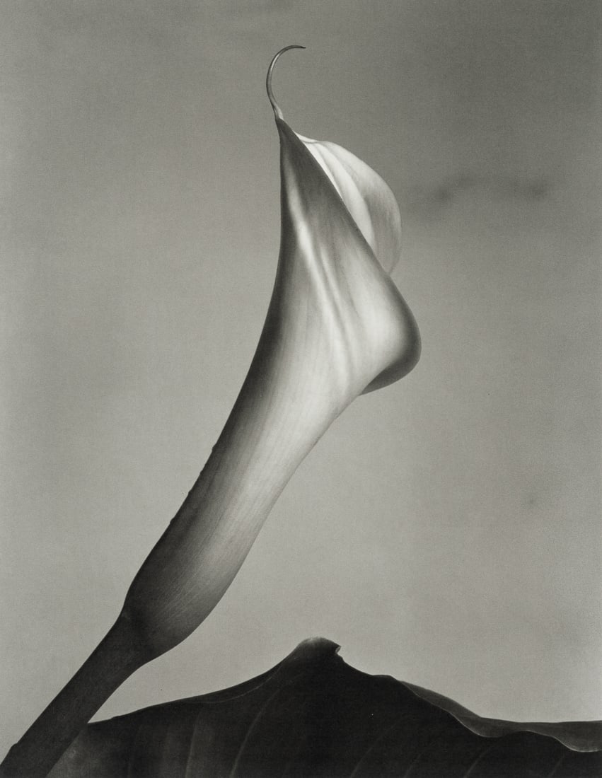 IMOGEN CUNNINGHAM - Calla with Leaf, 1930 (1 of 1)