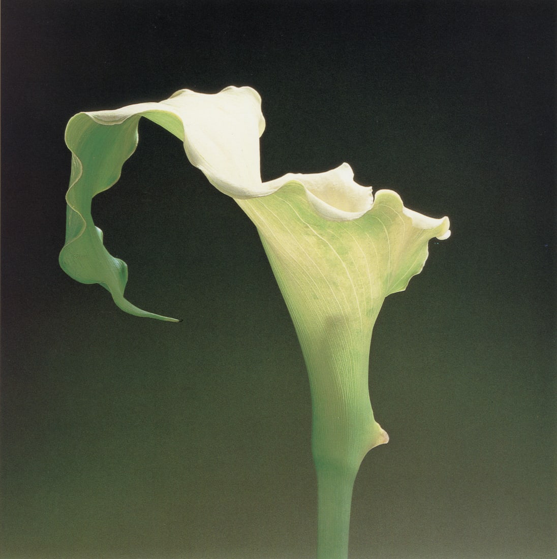 ROBERT MAPPLETHORPE - Calla Lily, 1988 (1 of 1)