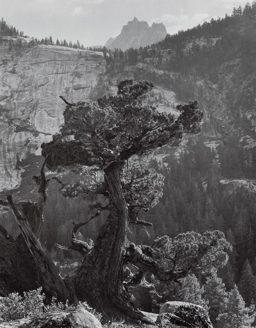 ANSEL ADAMS - Sierra Juniper, Yosemite, 1936 (1 of 1)