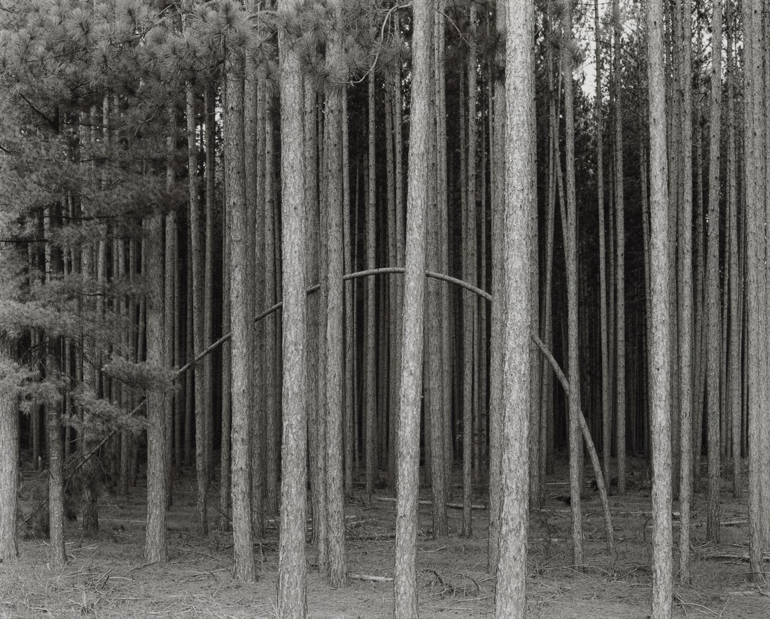JOHN ERIC HAWKINS - Red Pine, 1992: Artist: John Eric Hawkins Title: Red Pine, 1992 Medium: Photo Litho, 2002, USA Dimensions: 9.95x8" Description: Heat Wax Mounted on 11x14" Conservation Board Artist Bio: John Eric Hawkins is a large f