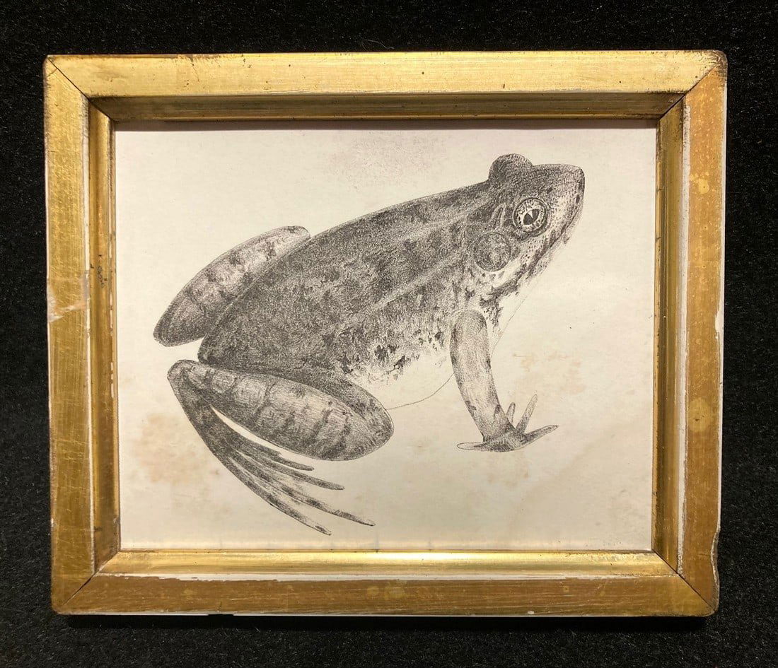 C1840 NORTHERN BULLFROG engraving (1 of 1)