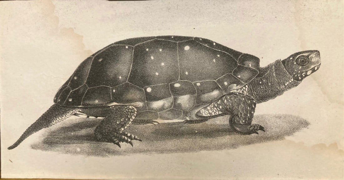 C1840 SPOTTED TORTOISE engraving. (1 of 1)