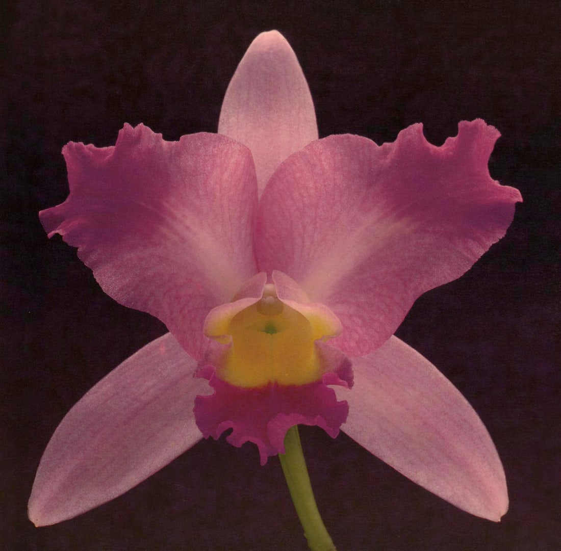 MAPPLETHORPE - Orchid, 1988 (1 of 1)
