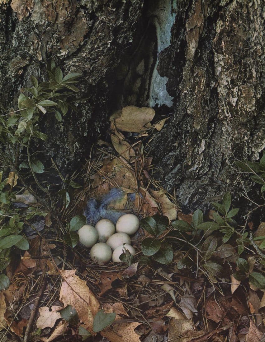 ELLIOT PORTER - June (1 of 1)