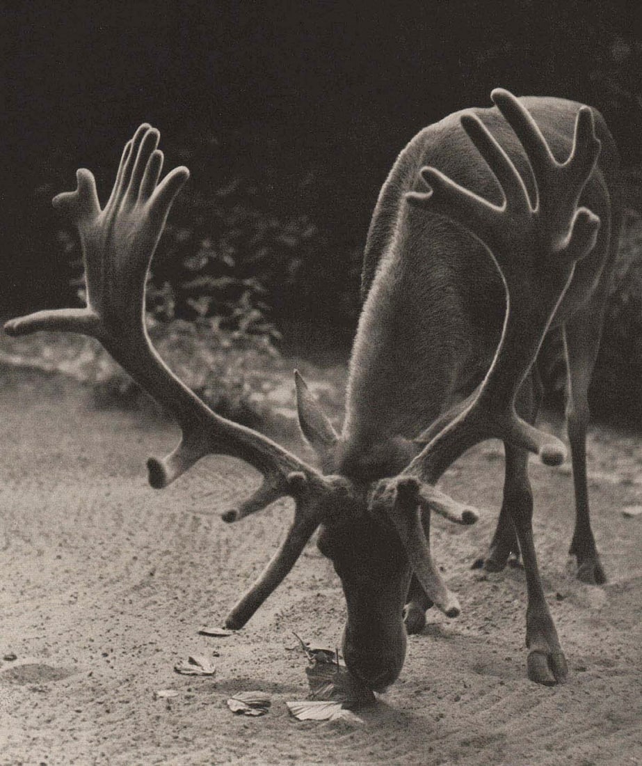 ELFE SCHNEIDER - 24-point Pomeranian red Deer, 1930’s: Artist: PELFE SCHNEIDER Print Title: 24-point Pomeranian red Deer, 1930’s Printing Date: 1930’s Medium: Authentic Vintage Photoengraving Printed in: Germany Image Size: 7.5 x 6” Addi