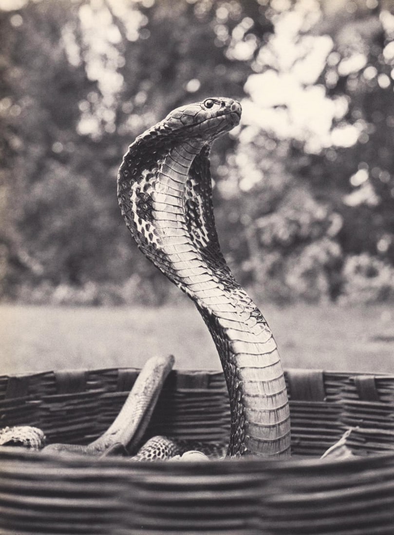 YLLA - Spectacled Cobra, India, c. 1950s (1 of 1)