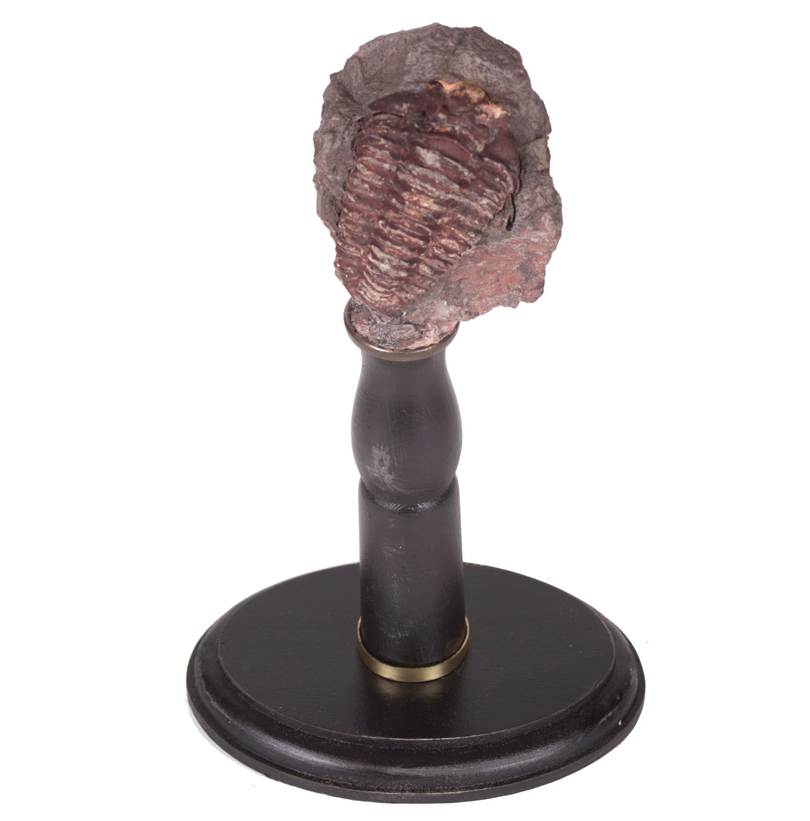 Fossil trilobite antique mount In the manner of Deyrolle Maroc (1 of 4)