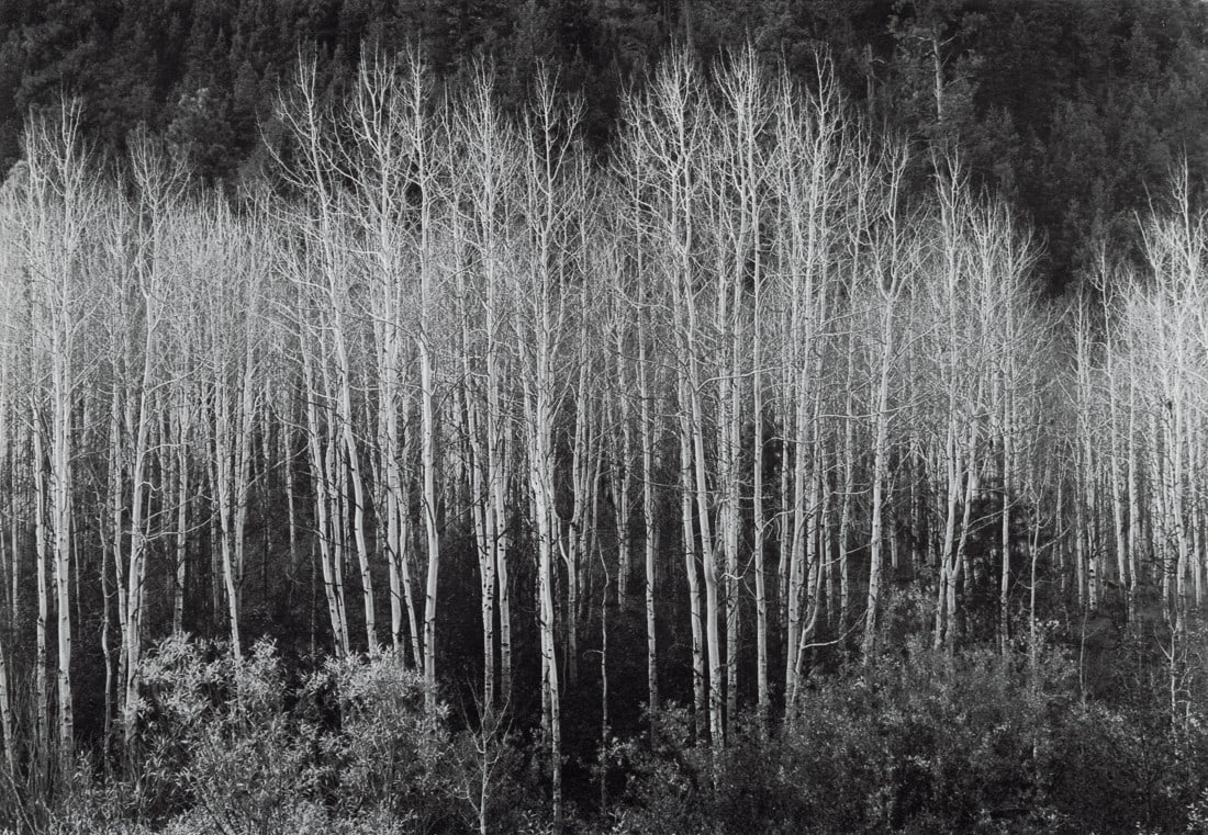 ANSEL ADAMS - Aspens, Autumn, 1937 (1 of 1)
