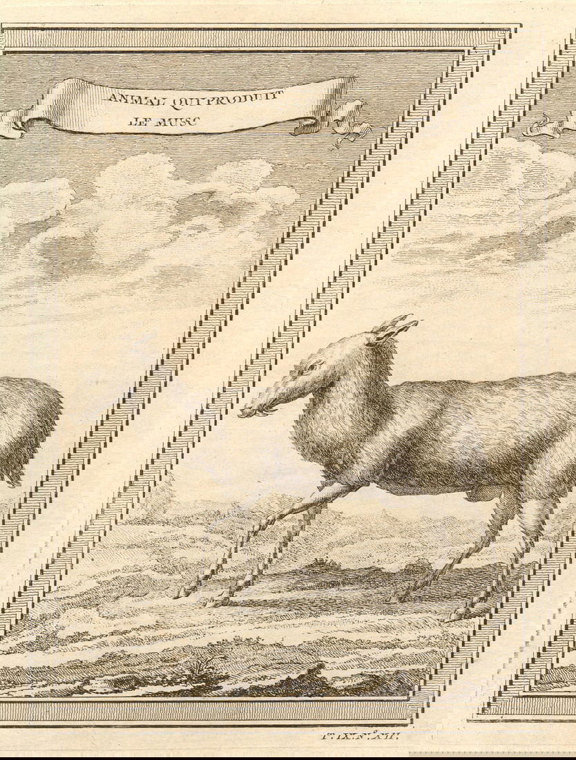 Animal qui produit le Musc'. Musk deer. South Asia 1751 old antique print (1 of 1)
