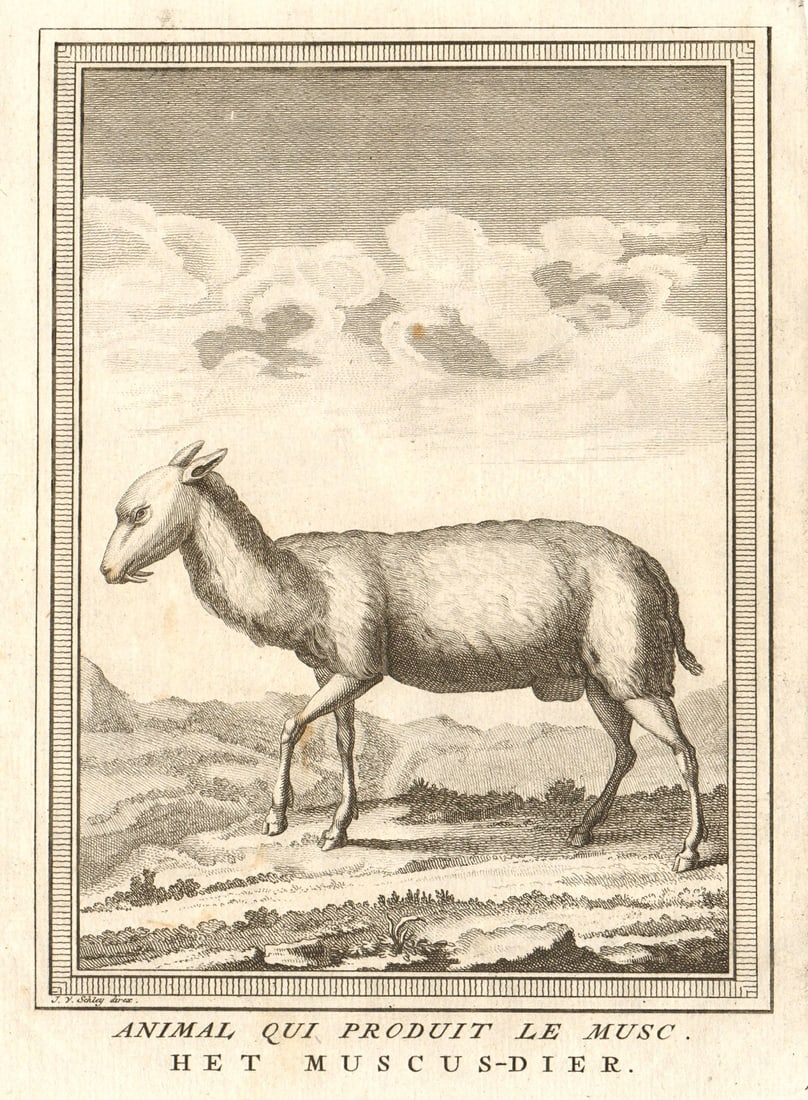Animal qui produit le Musc'. Musk deer. South Asia. SCHLEY 1755 old print: Title: Animal qui produit le Musc'. Musk deer. South Asia. SCHLEY 1755 old print Description: Animal qui produit le Musc [Animal that produces musk] by Jakob van der Schley (1755). Antique copperplate