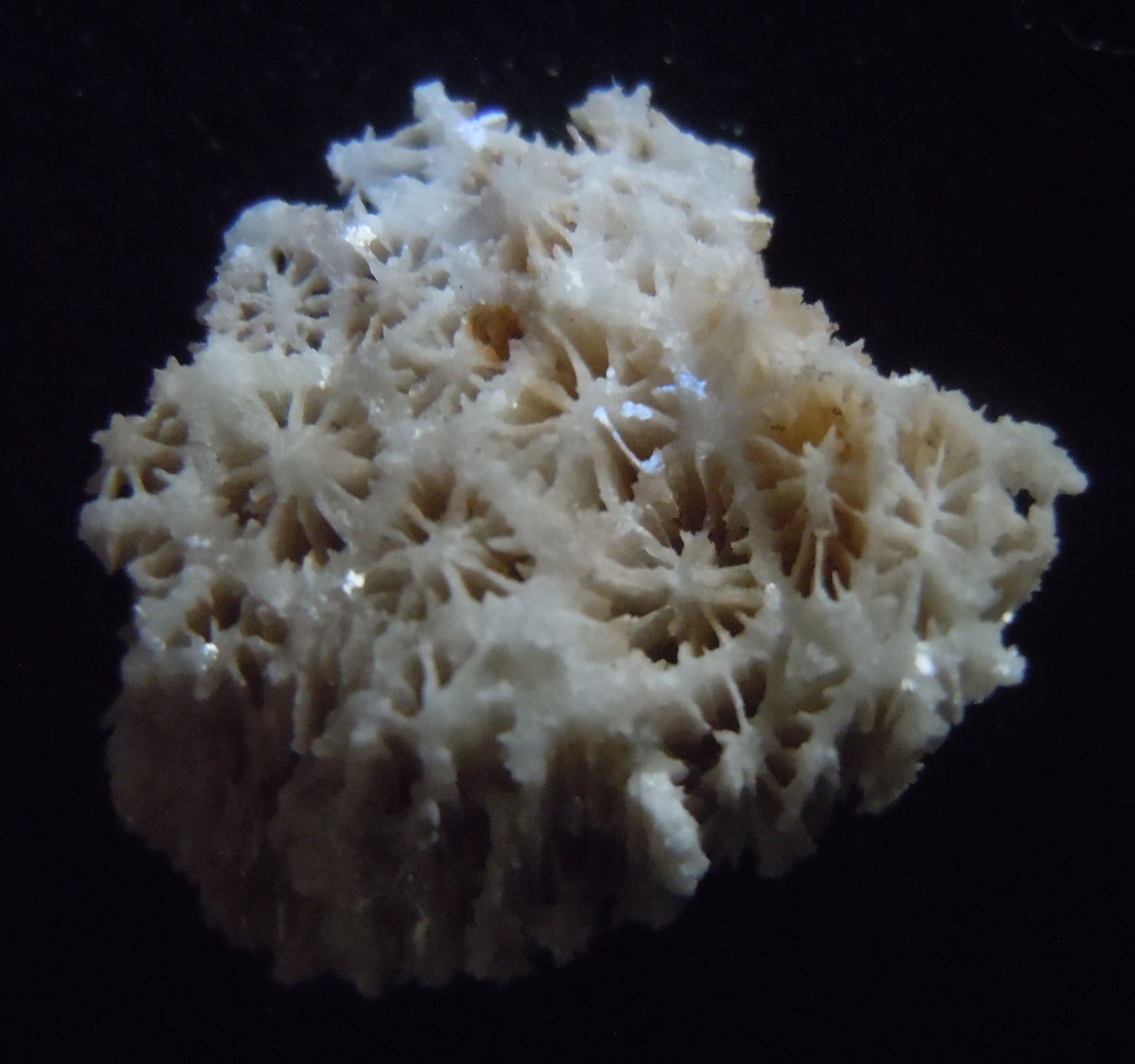 Coral Fossil: Title: Coral Fossil Origin: Panglao, Bohol, Visayas, Philippines Size: 1.5x1.5x1 cm / 3 gram Description: calcite crystals replacing fossil corals Reserve: $5.00 Shipping: Domestic: Flat-rate of $6.00